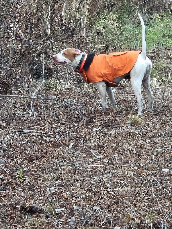English Pointer