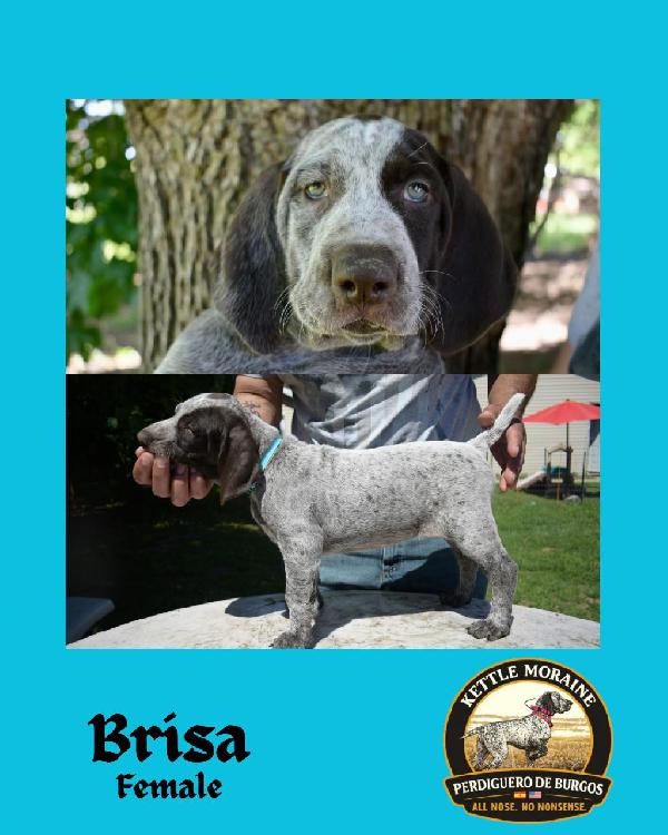 Burgos Pointer