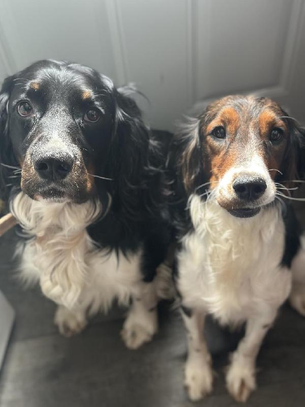 English Springer Spaniel