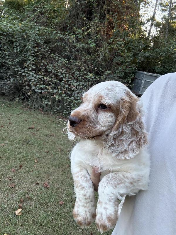 English Cocker Spaniel