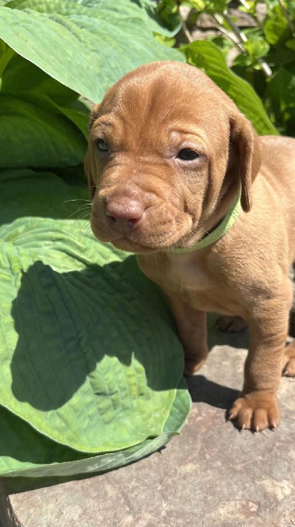 Hungarian Vizsla