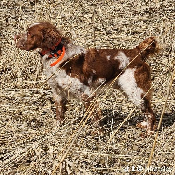 American Brittany