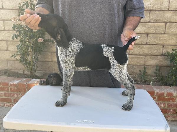 German Shorthaired Pointer