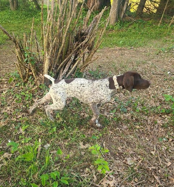German Shorthaired Pointer