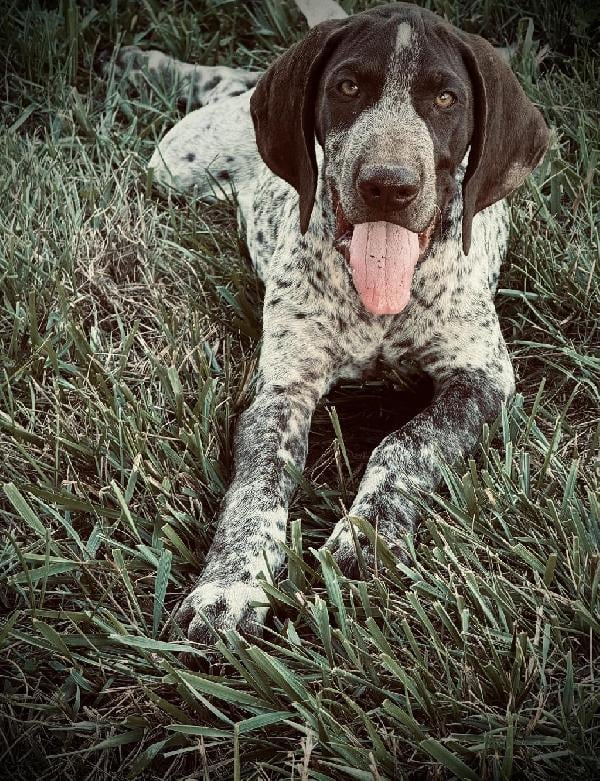 German Shorthaired Pointer