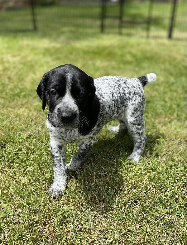 German Shorthaired Pointer