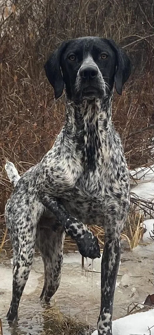 HAZEL X ARCHIE (RJ) LITTER German Shorthaired Pointer