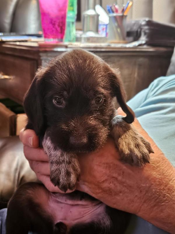 GERMAN WIREHAIRED POINTER PUPPIES German Wirehaired Pointer