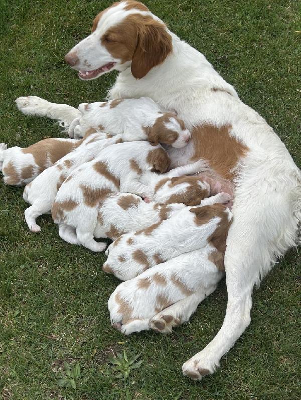 American Brittany