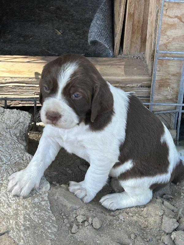 American Brittany