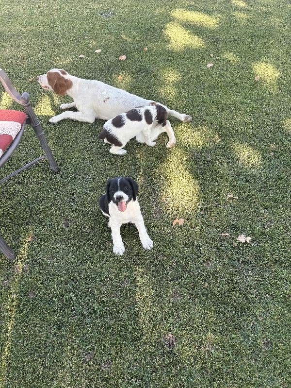 American Brittany
