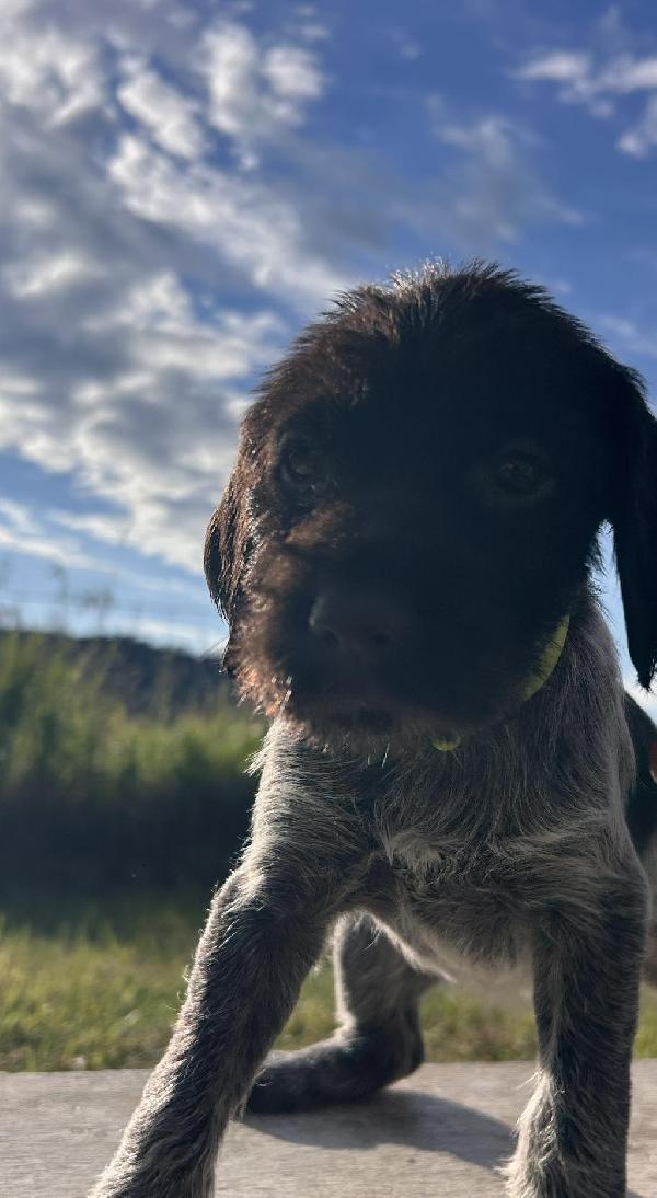 Wirehaired Pointing Griffon