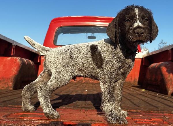 Wirehaired Pointing Griffon