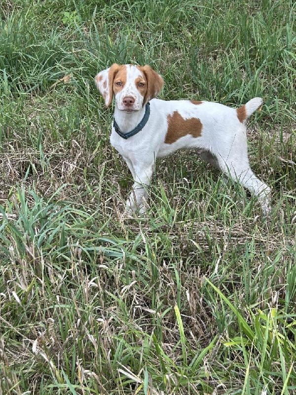 American Brittany