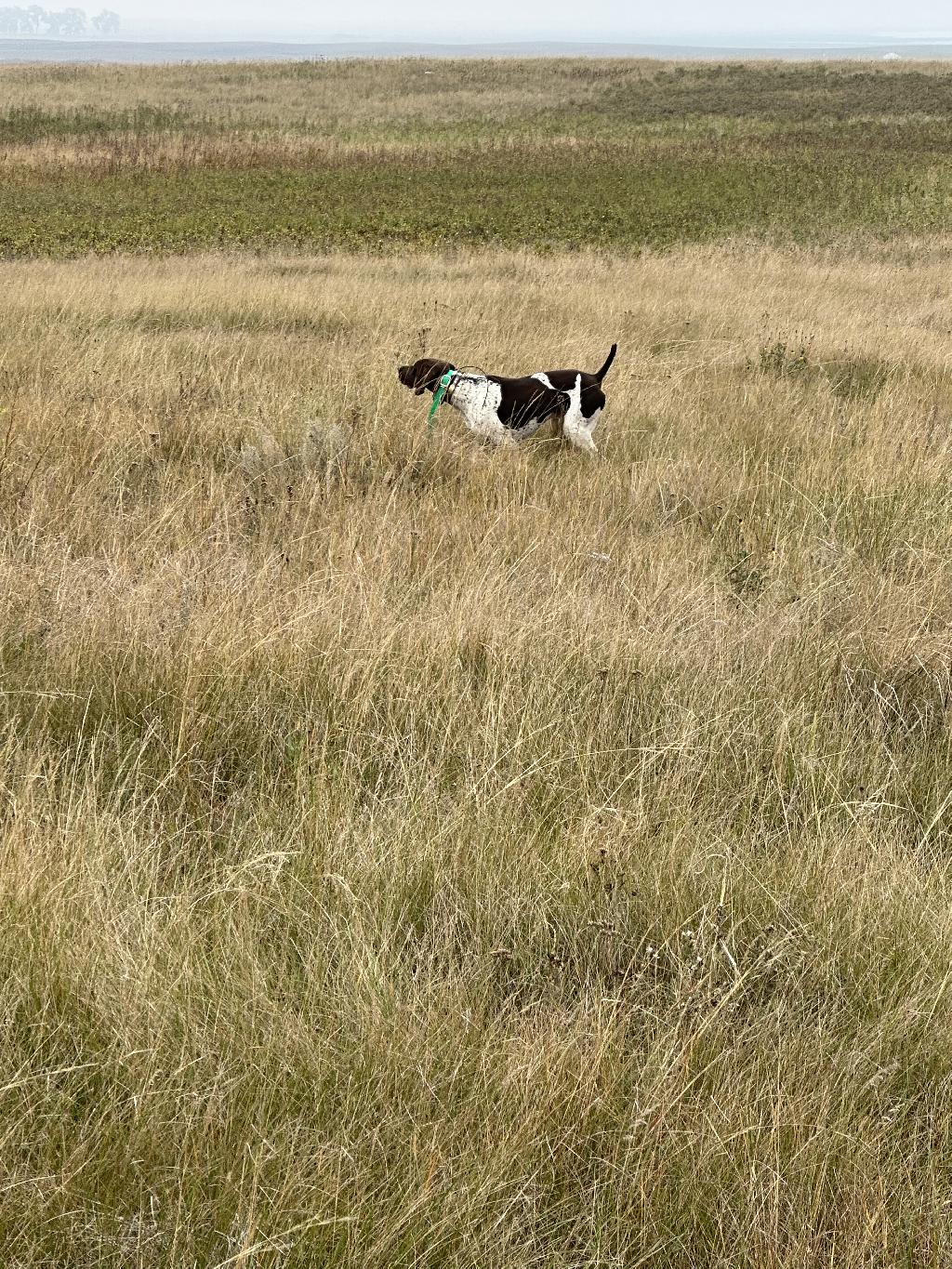 UP FOR STUD! VC CHREST’S HAIL TO THE KING German Shorthaired Pointer