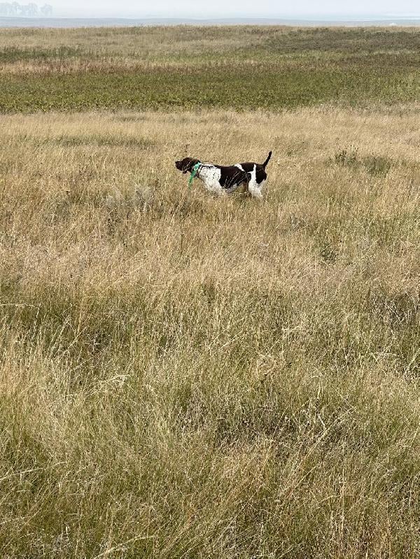 German Shorthaired Pointer