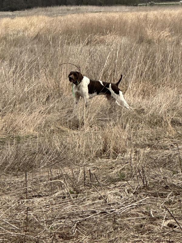 German Shorthaired Pointer