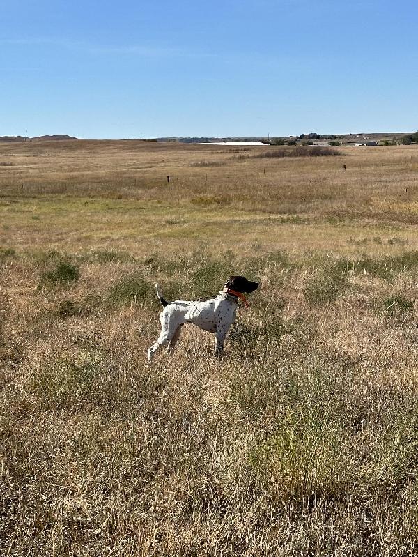 German Shorthaired Pointer