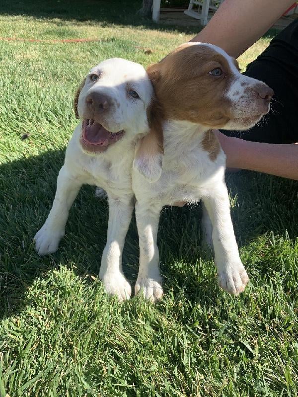 American Brittany