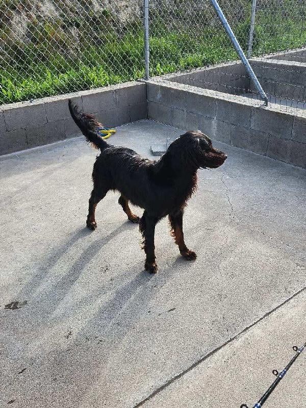 Gordon Setter