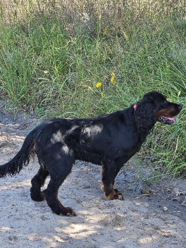 Gordon Setter