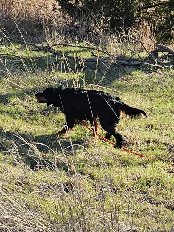 Gordon Setter