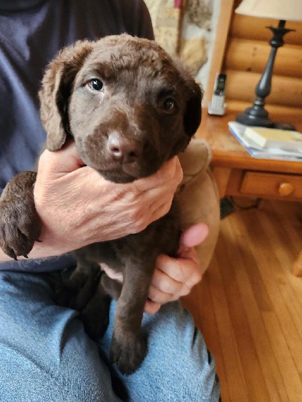 Chesapeake Bay Retriever