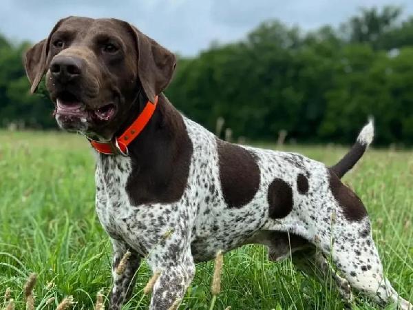 German Shorthaired Pointer