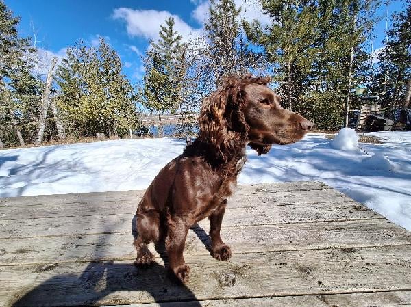 English Cocker Spaniel
