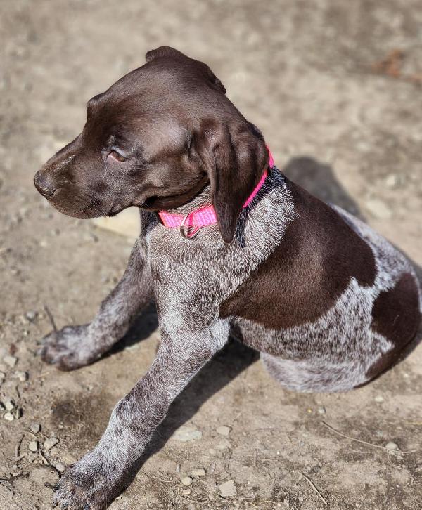 German Shorthaired Pointer