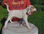 ENGLISH SETTER PUPS IN MINNESOTA