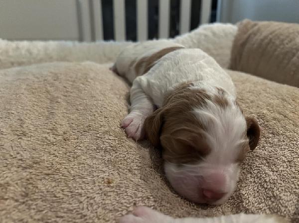 American Brittany