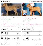 CHESAPEAKE BAY RETRIEVER PUPS (ANTICIPATED)