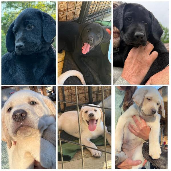 Labrador Retriever
