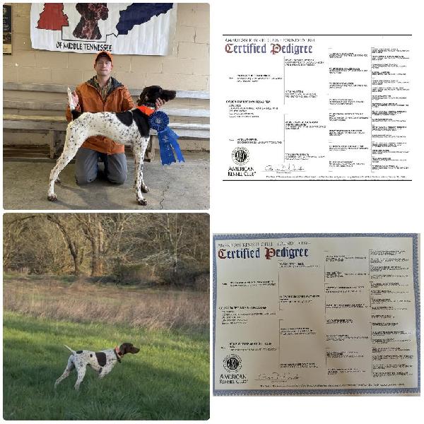 GSP PUPPIES STRONG FC/NATIONAL BLOODLINES German Shorthaired Pointer