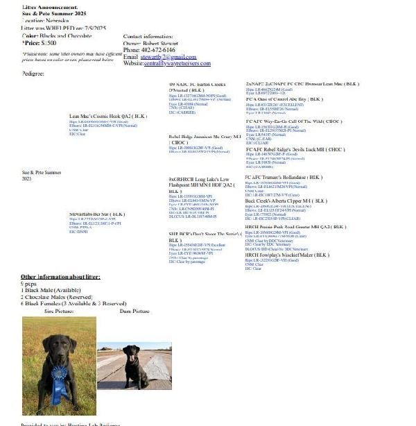 Labrador Retriever