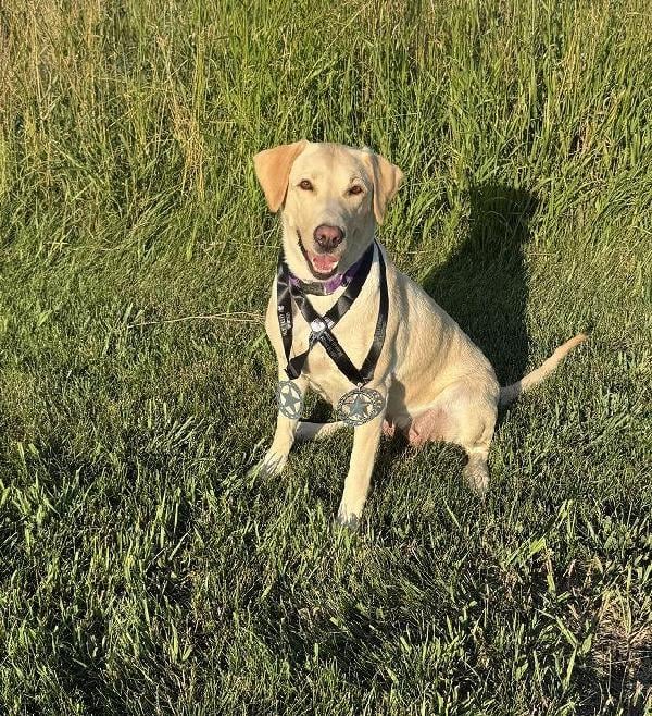 Labrador Retriever