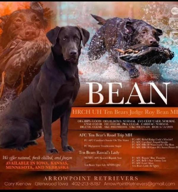 CHOCOLATE LABS NEBRASKA Labrador Retriever