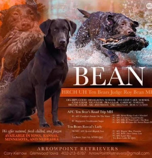 CHOCOLATE LABS NEBRASKA Labrador Retriever