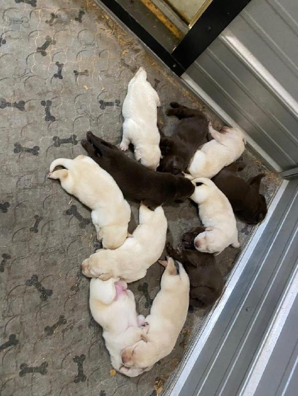 Labrador Retriever