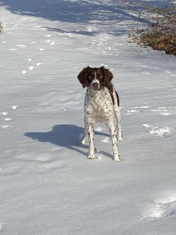 American Brittany