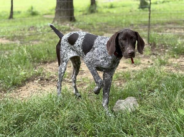 German Shorthaired Pointer