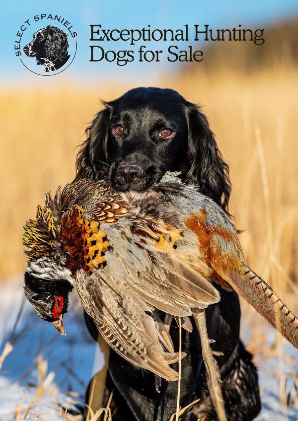 English Cocker Spaniel