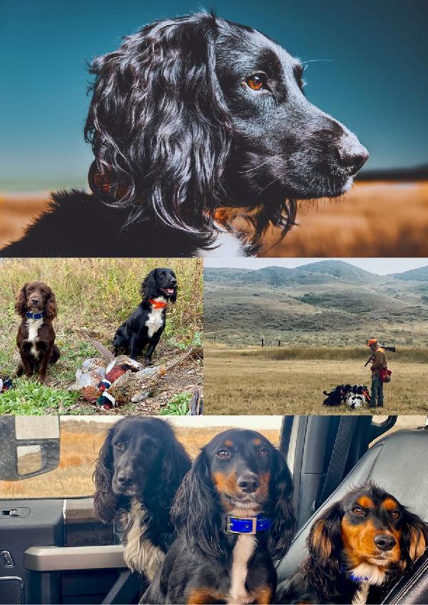 Exceptional Hunting Dog for Sale - 3.png