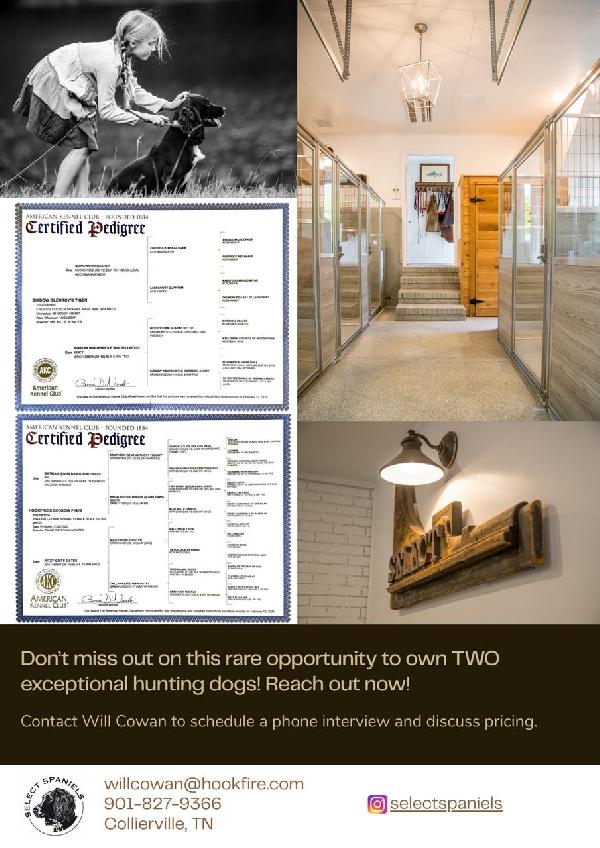 Exceptional Hunting Dog for Sale - 5.png