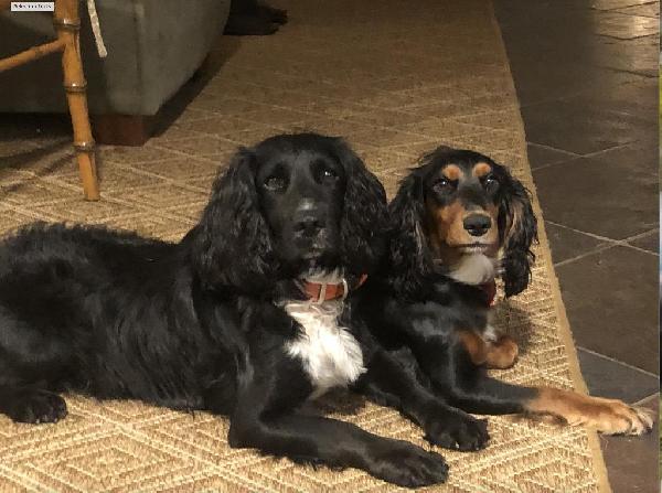 TIGER AND GEORGIA