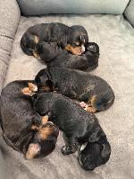 ENGLISH COCKER SPANIEL PUPS FOR SALE