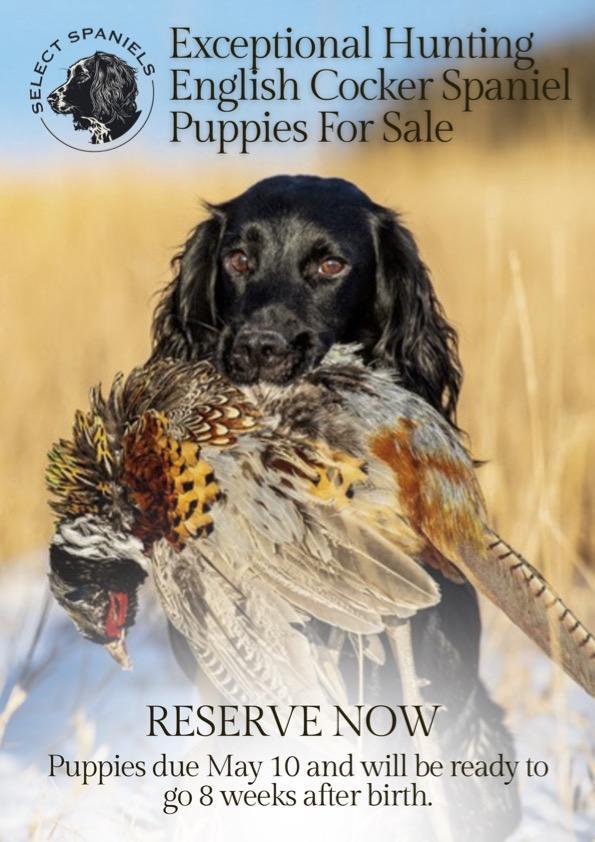 Exceptional Hunting Dog for Sale (dragged).jp