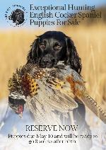 Exceptional Hunting Dog for Sale (dragged).jp