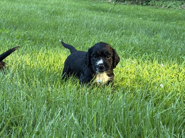 English Cocker Spaniel